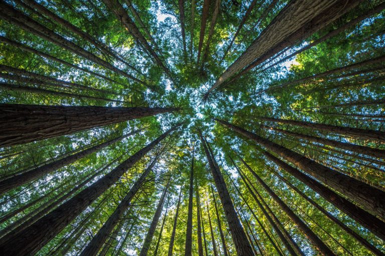 redwood forest