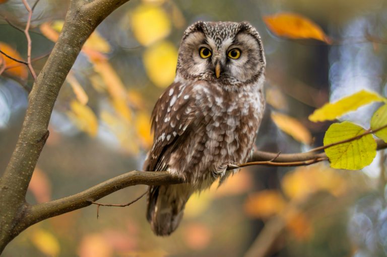 owl at wildlife exhibit